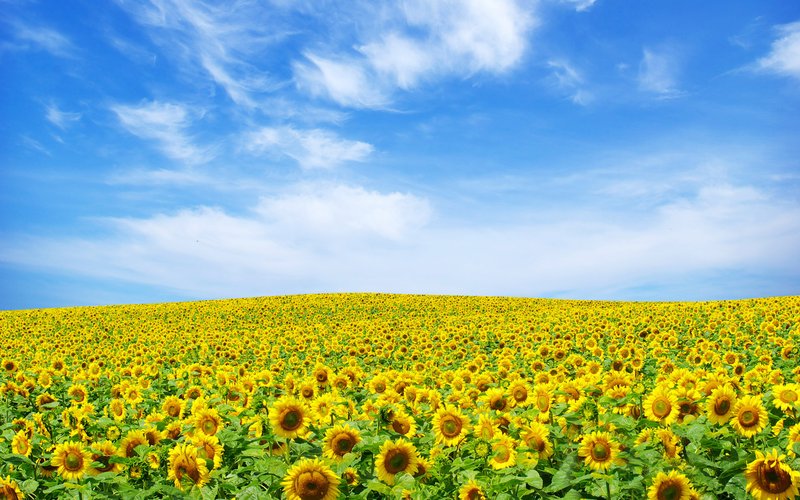 beautiful-sunflower-wallpaper_110753740_53.jpg